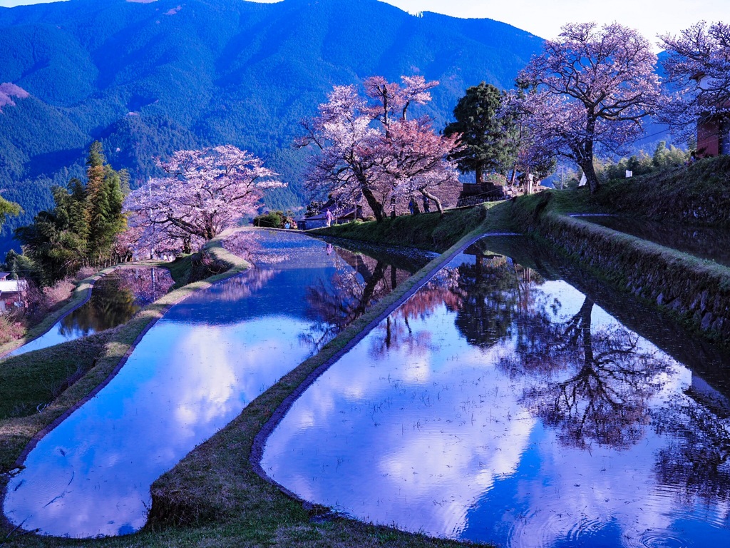 三多気のSAKURA