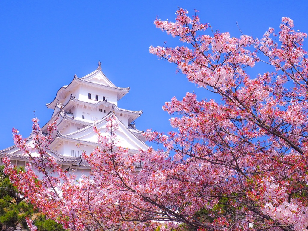 姫路城〜桜〜