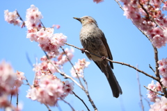 ヒヨドリとサクラ