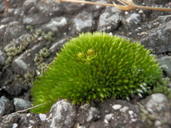 P8181448
