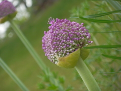 P5190798