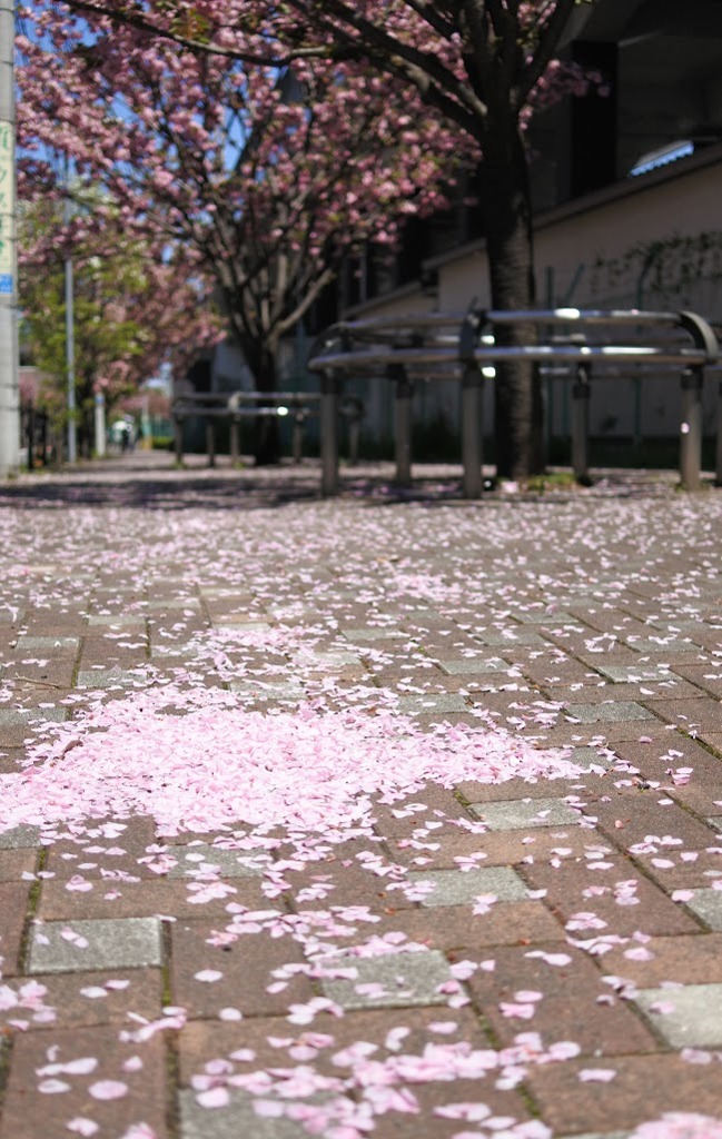 八重桜