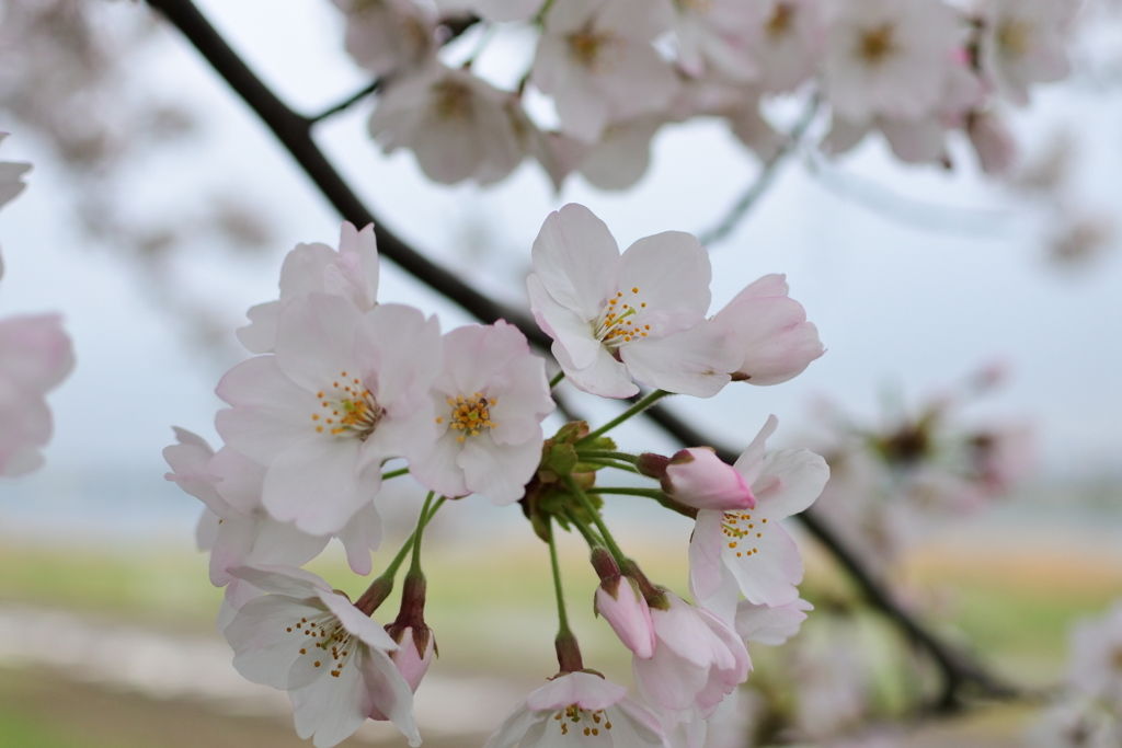 ほんのり桜色