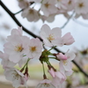 ほんのり桜色