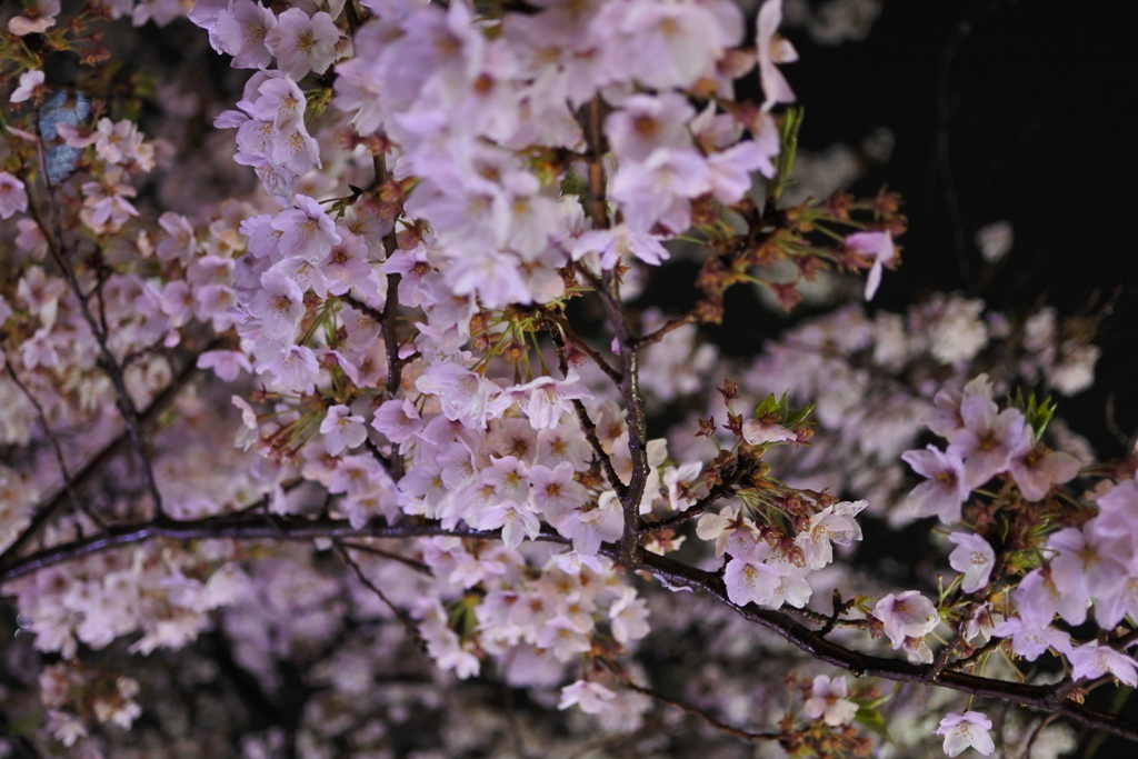 夜桜１