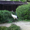 動物園の鶴（戸川利郎）