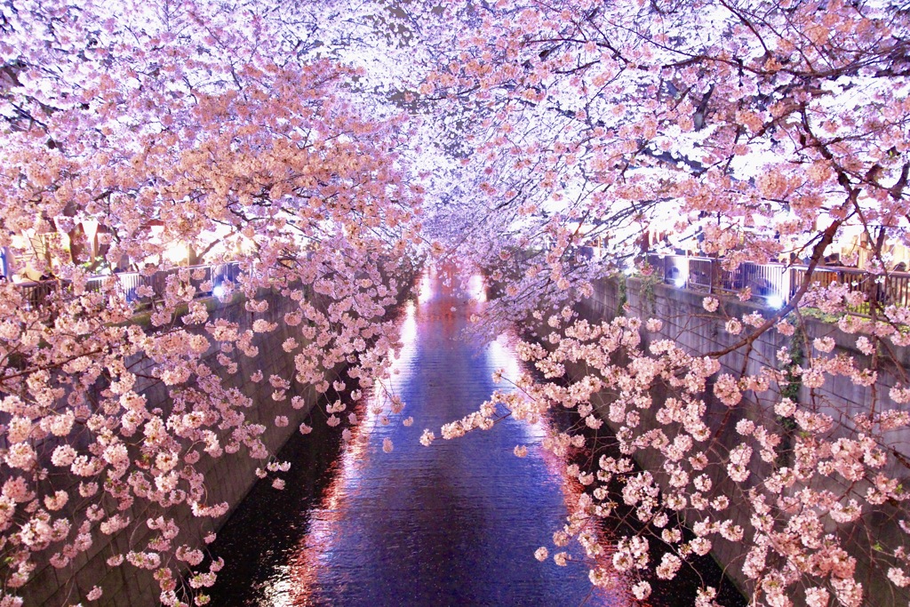 花びら舞い散る 記憶舞い戻る