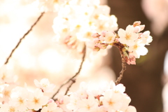 spring has come