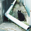 ねこ
