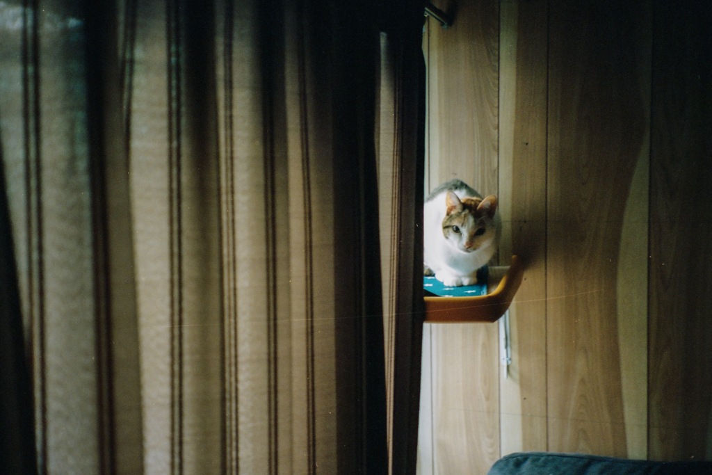 ねこ