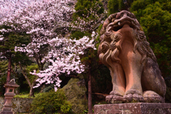 狛犬と桜