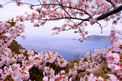 桜と日本海