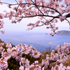 桜と日本海