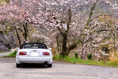 オープンカーと桜