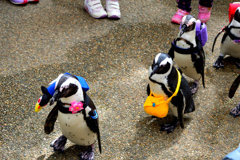 ペンギンの入学式