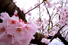チェリーロード桜
