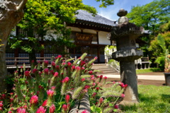 何と言う名前だろ
