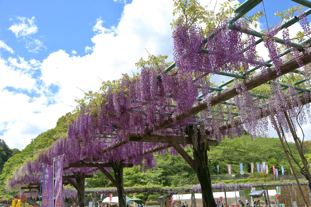 GWの蓮華寺池公園その３