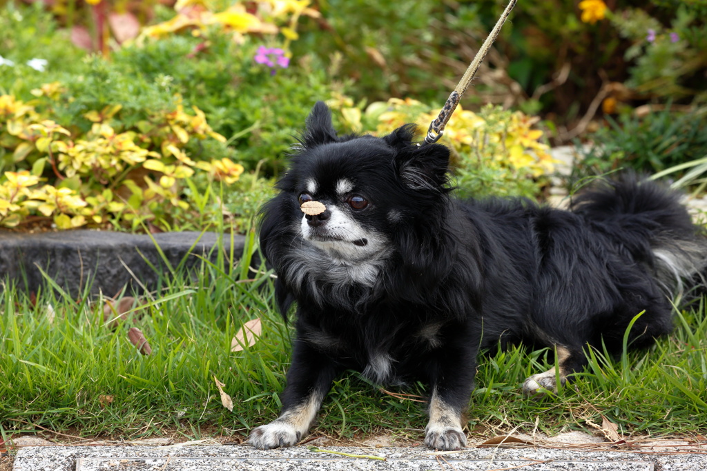 花と愛犬その８