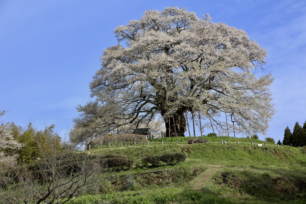 醍醐桜