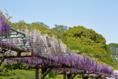 藤の花って種類があるんだなぁ