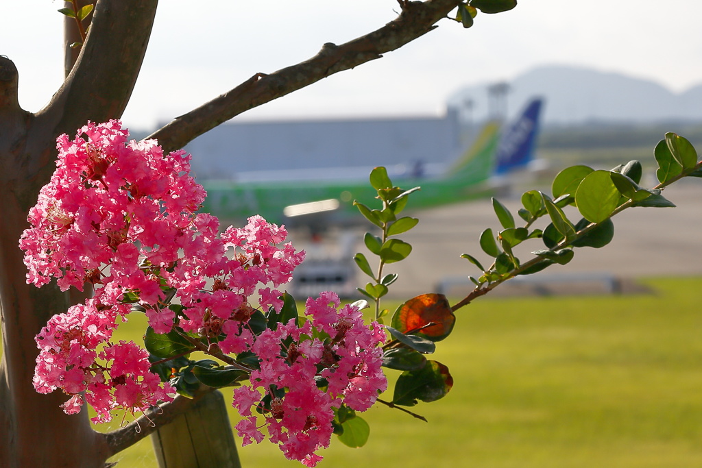 静岡空港その４