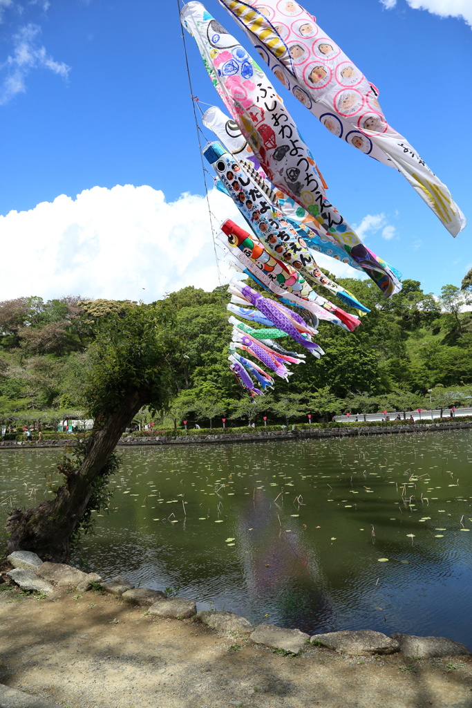 GWの蓮華寺池公園その４