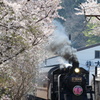 桜とSLその１