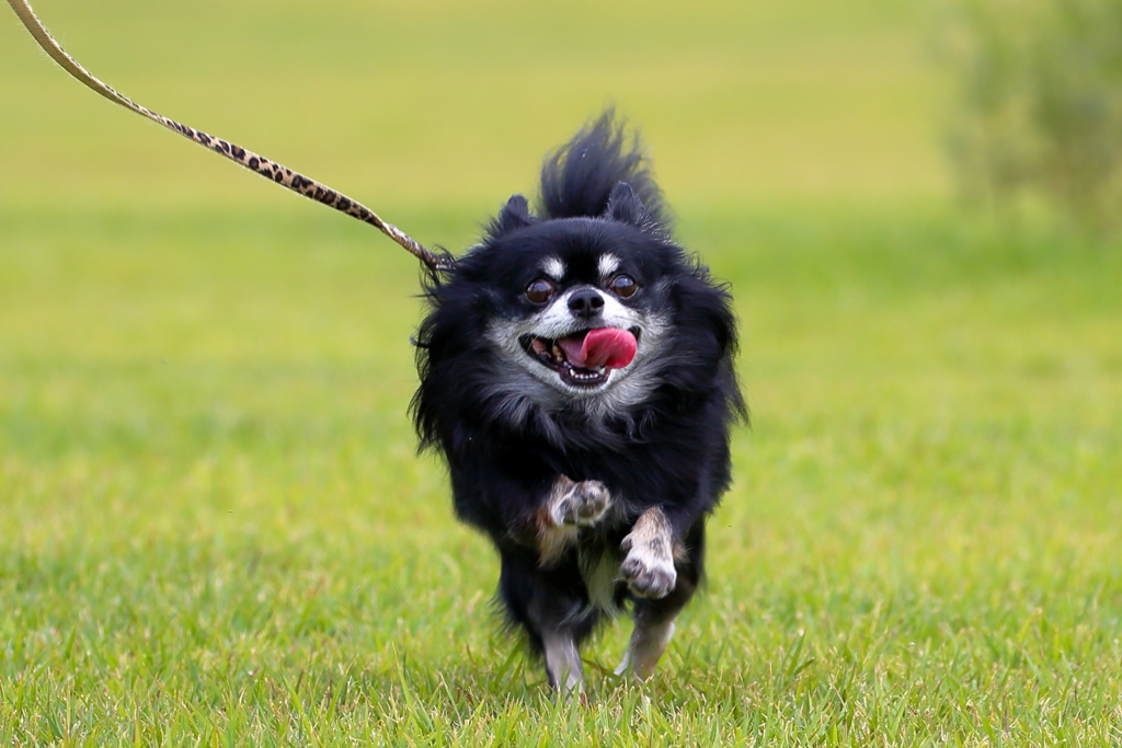 花と愛犬その４