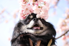 さくら