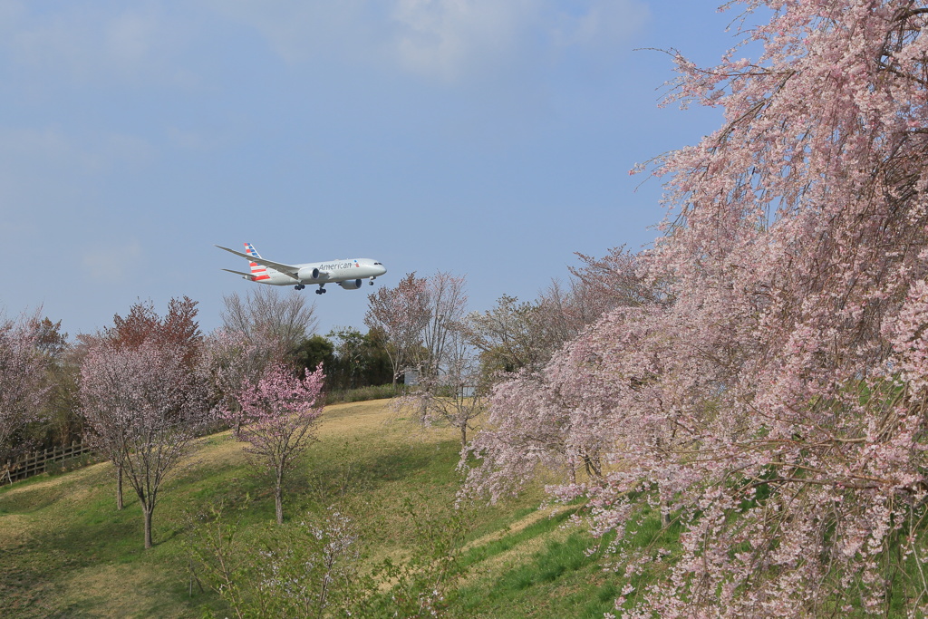 さくらの山の桜