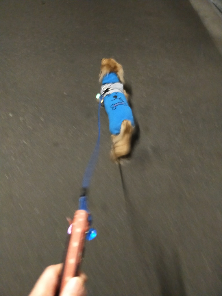 夜さんぽは家のまわりで