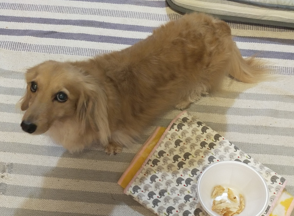 ミラちゃん食べてくれないかなぁ