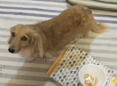 ミラちゃん食べてくれないかなぁ