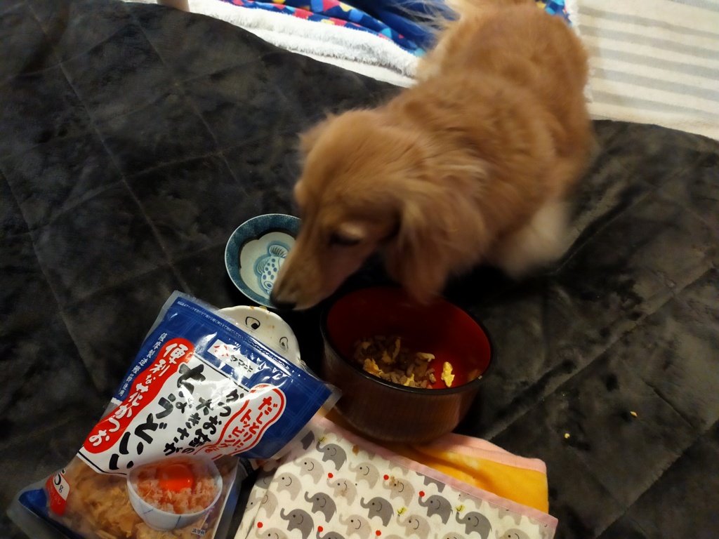 袋の中が気になるミラちゃん