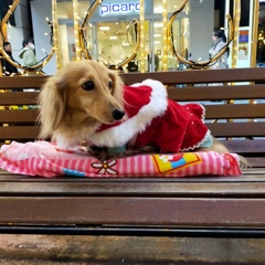 クリスマスのお出かけ