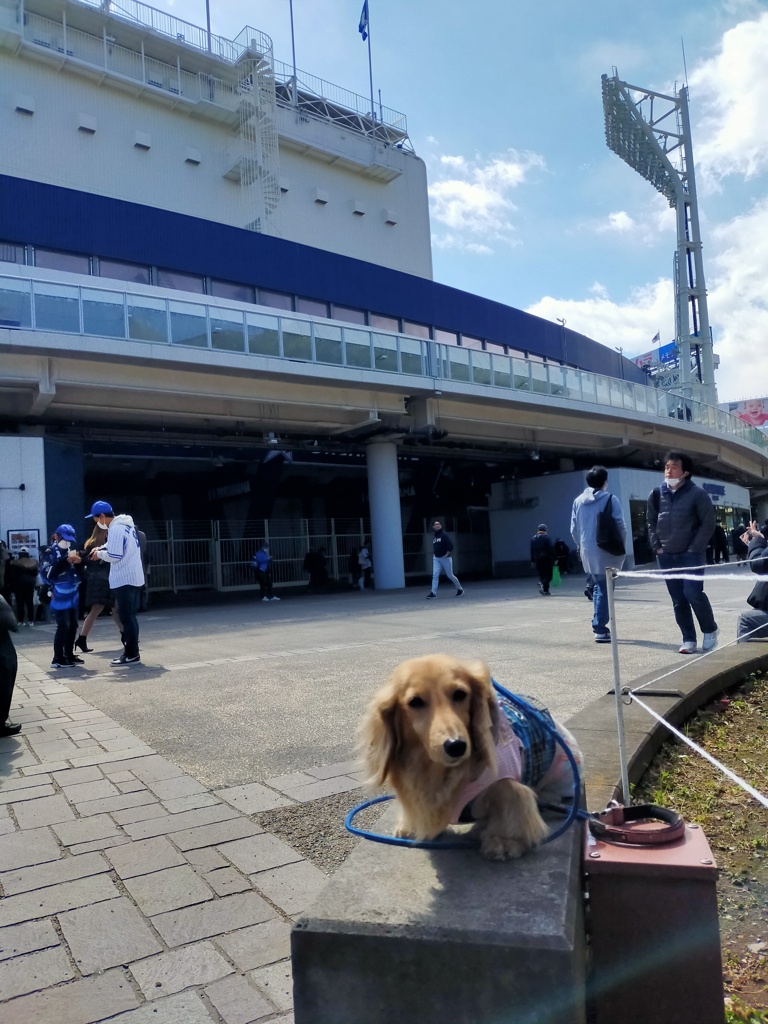 横浜スタジアムはオープン戦