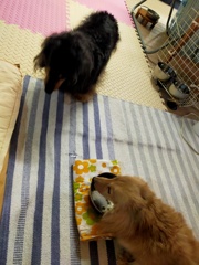 ミラちゃんのご飯が気になるね、食べたいね。