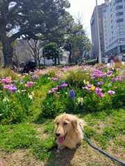 山下公園の可愛い花