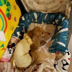 ミラちゃんの寝床