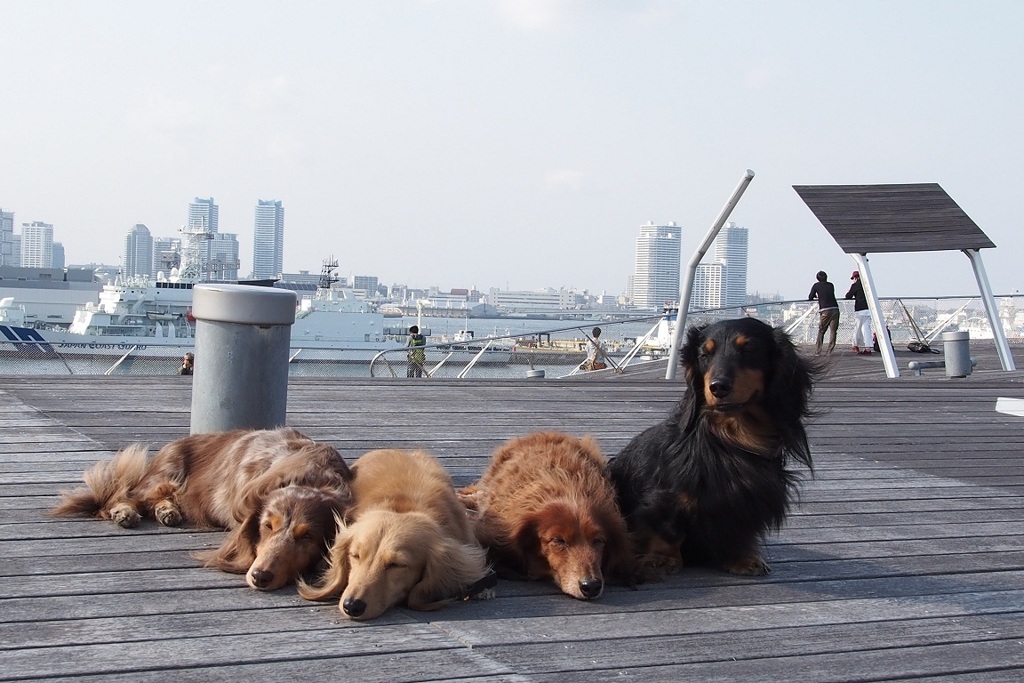 みなとみらい 大桟橋ぞうのせなかでお昼ね？