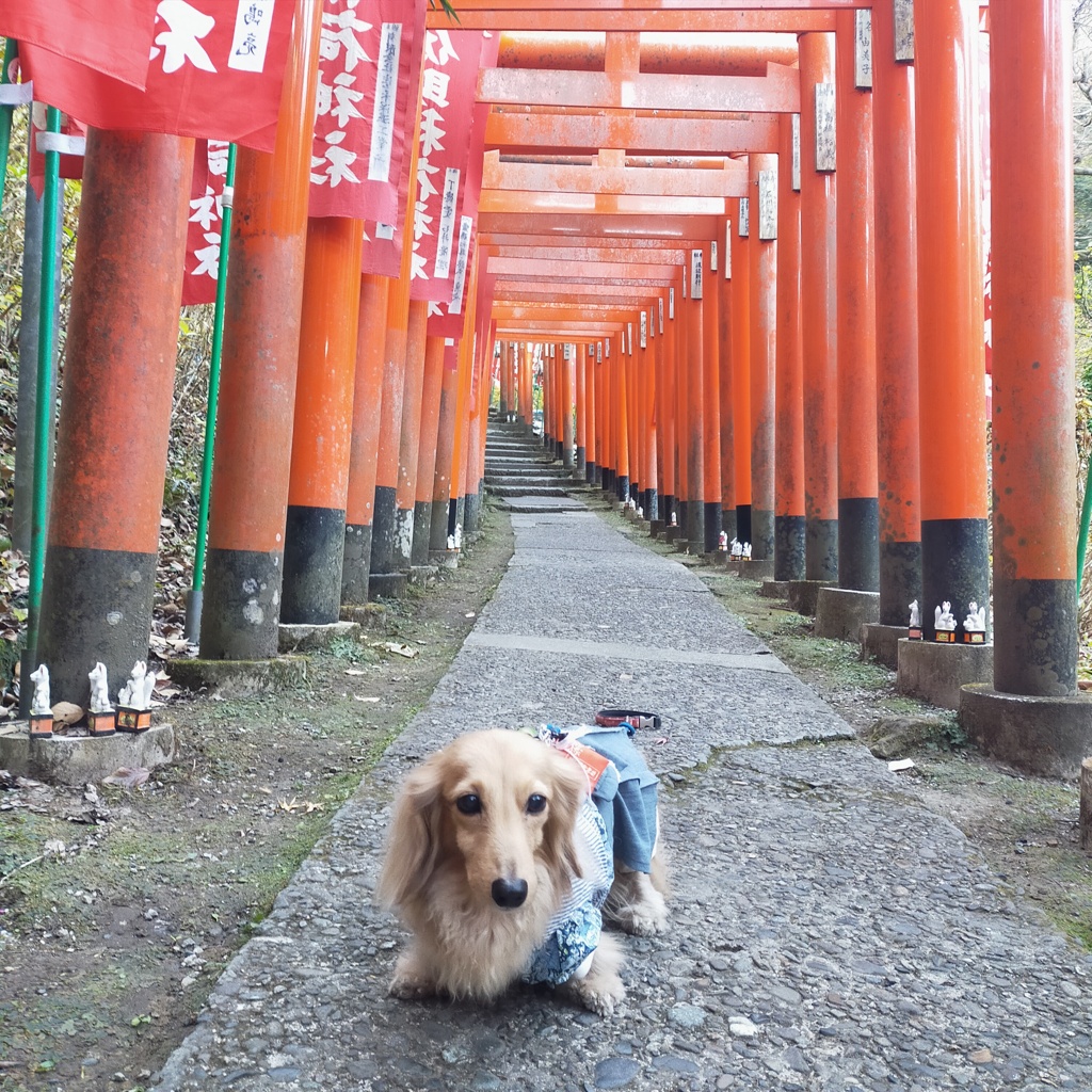 佐助稲荷神社の真っ赤な鳥居とのぼりとミラちゃん