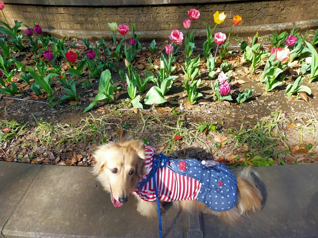 横浜公園のチューリップ
