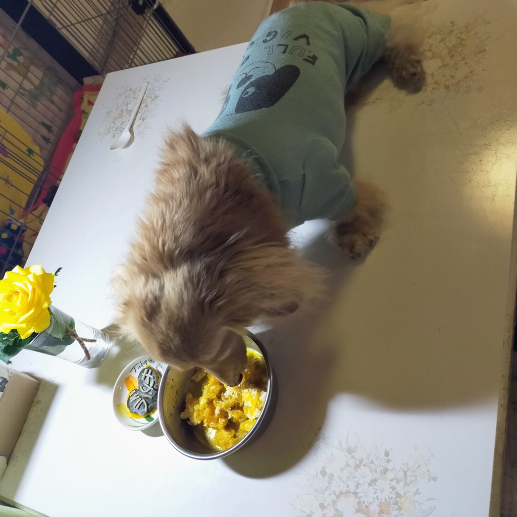 14歳誕生日いつものご飯だけど嬉しいね