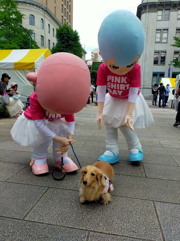 リードを持たれてしまったねミラちゃん写真撮るからね