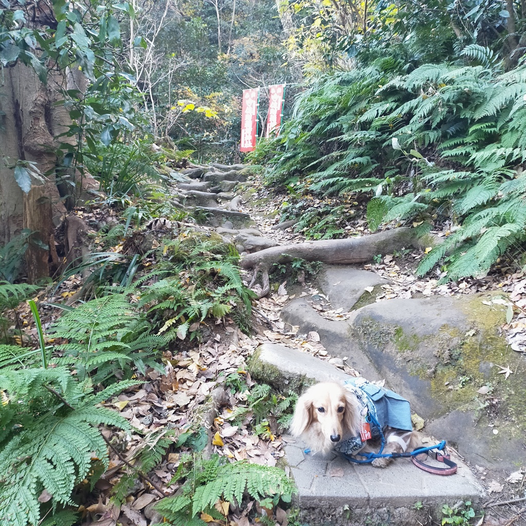 石段を上がって拝殿に行こうねミラちゃん