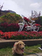 山下公園の花壇コンクール