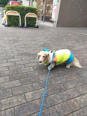 雪がチラホラ降り始めました