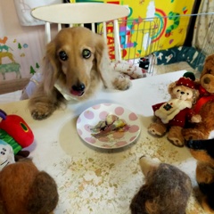 一気に食べちゃって　もうないの？ってお顔が可愛い