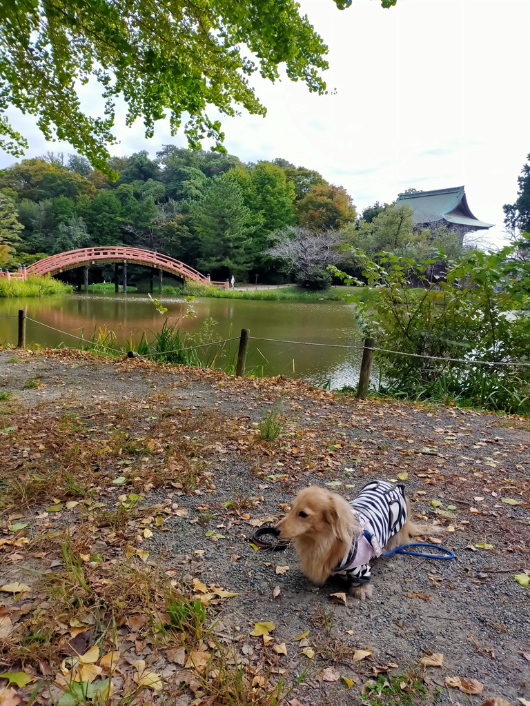 IMG20241109124317